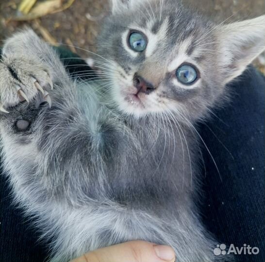 Отдадим котят в добрые руки