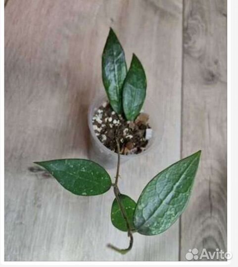 Хойа публикалис Ред драгон