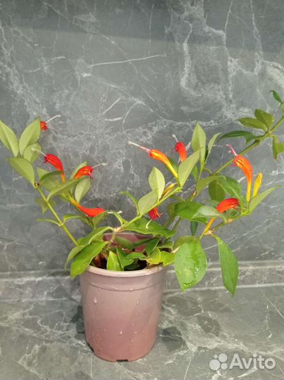 Комнатные цветы