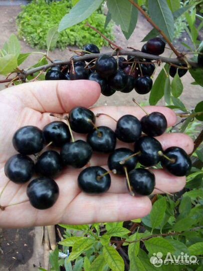 Саженцы вишни (Бессея)