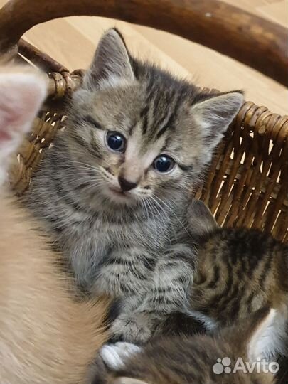 Котята в добрые руки