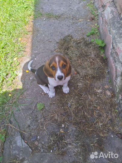 Эстонская гончая щенки