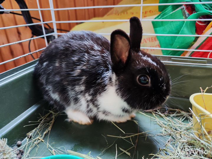 Декоративные карликовые кролики