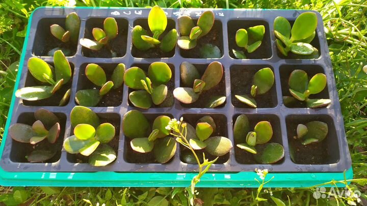 Крассула толстянка, денежное дерево рассада