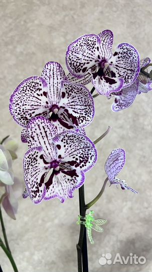 Орхидея фаленопсис
