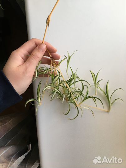 Комнатные растения