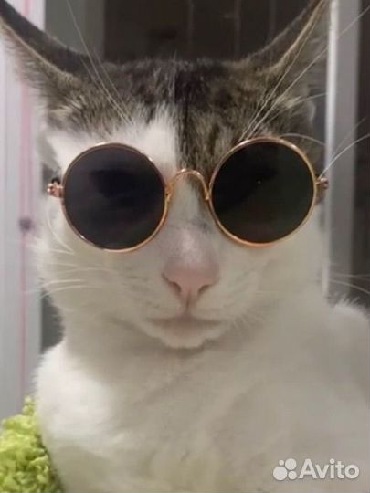 Отдается котик