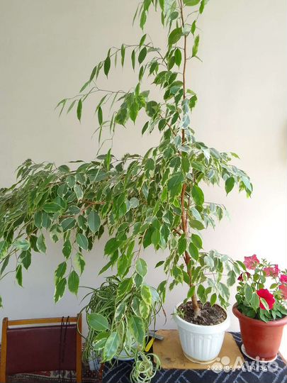 Фикус бенджамина большой