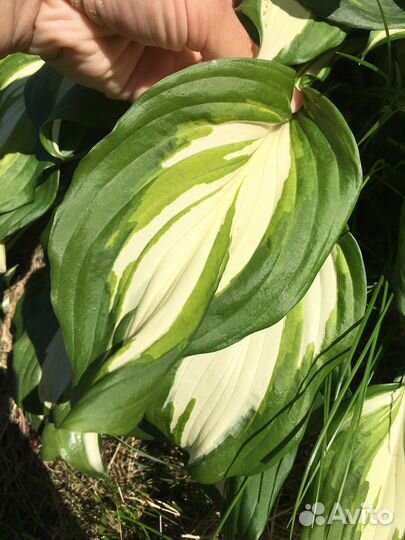 Комплект из 10ти хост