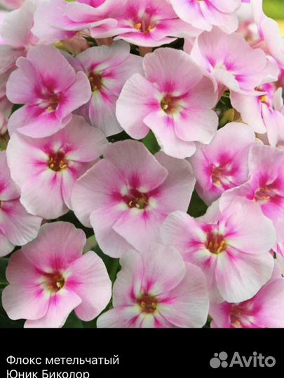 Флоксы низкорослые