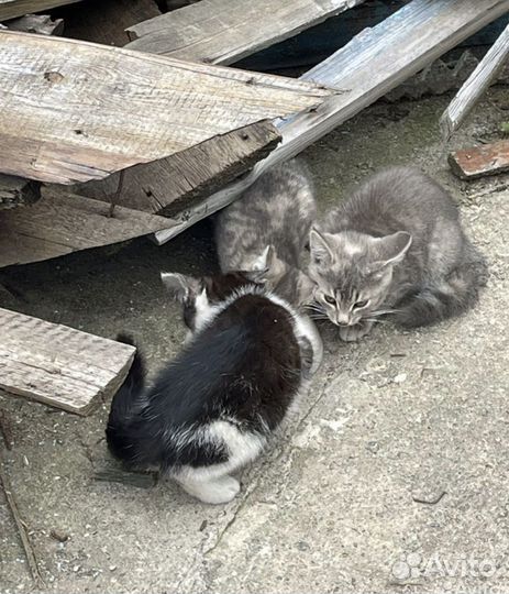 Котята в добрые руки