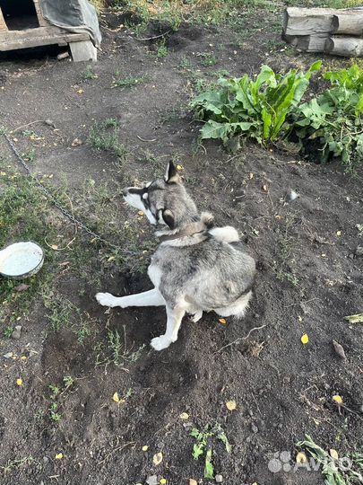 Собака в добрые руки отдам бесплатно