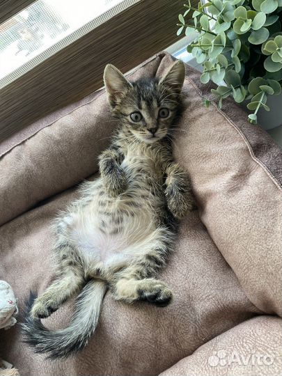 Милый котенок