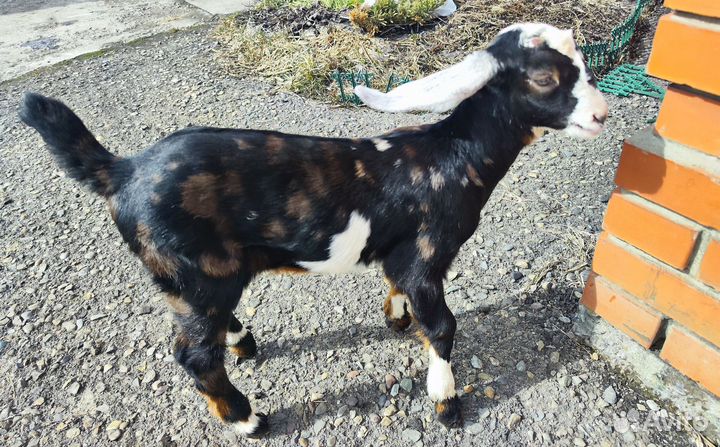 Англо нубийские козы