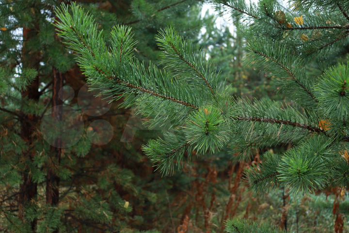 Участок 15 сот. (СНТ, ДНП)