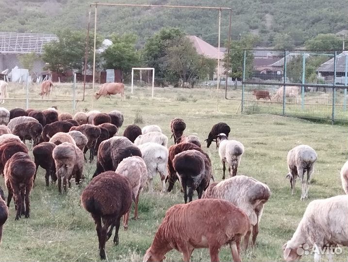 Овцы бараны Эдельбаевские
