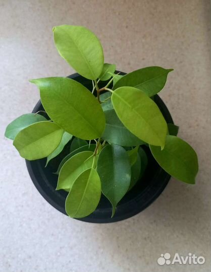 Фикус бенджамина Наташа