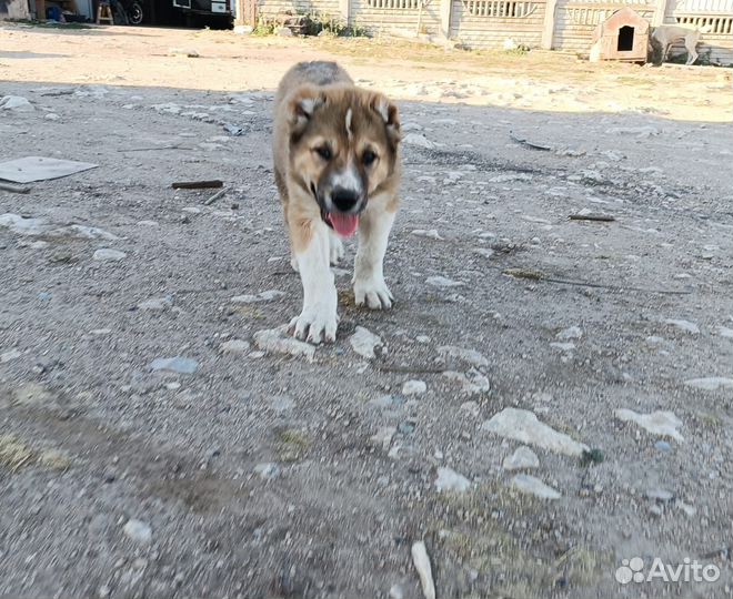 Продам азиатскую овчарку