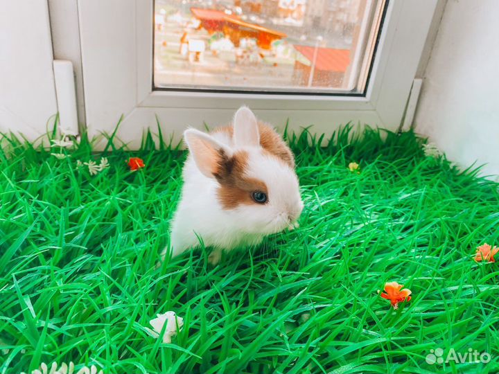 Карликовый кролик мини очень редкий