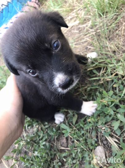 Щенок в добрые руки бесплатно