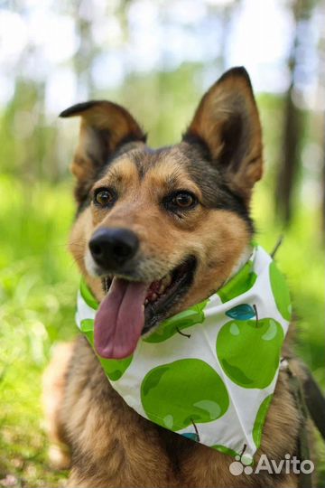 Собака в добрые руки отдам бесплатно