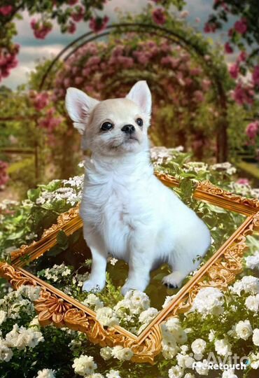 Мальчик чихуахуа документы РКФ