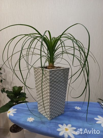 Бокарнея нолина