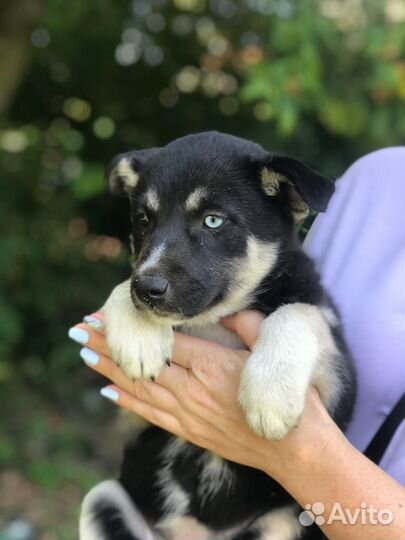 Щенки в дар