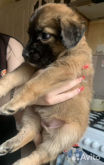 Щенок девочка