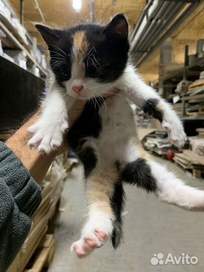 Кошки котята трехцветные