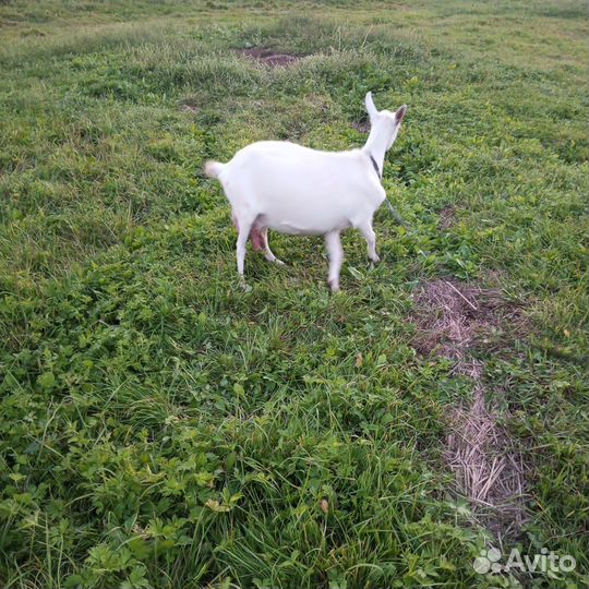 Зааненская дойная коза