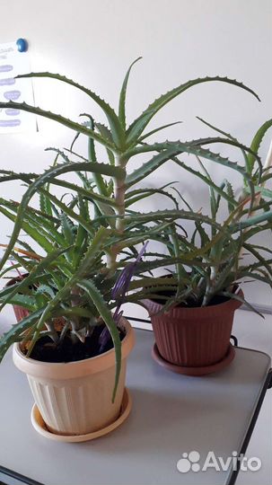 Алоэ лечебный