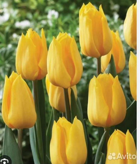 Тюльпаны опт к сезону 2024г