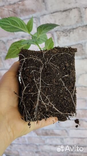 Гортензия метельчатая в р9