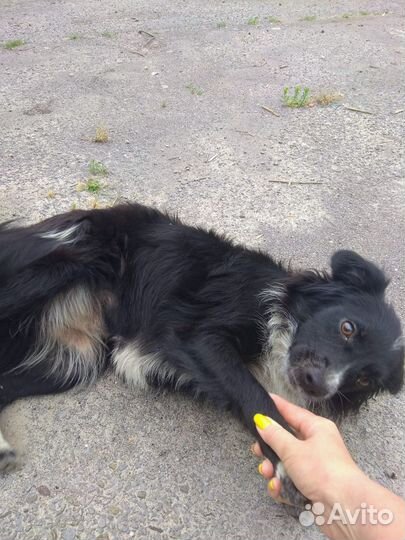 Собака помесь спаниель