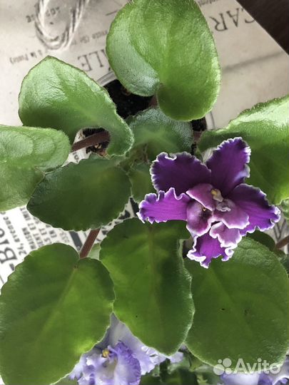 Стартеры фиалок