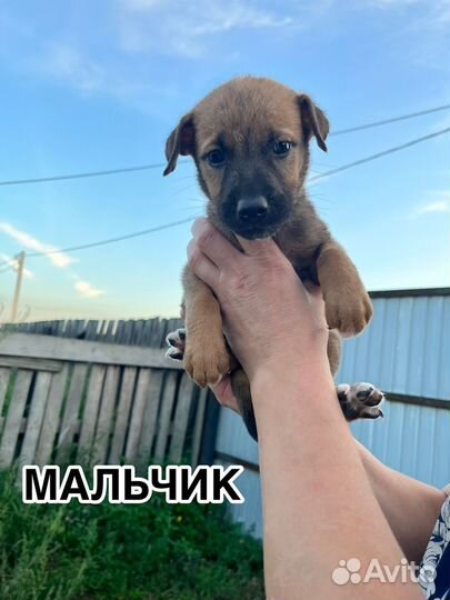 Щенки в добрые руки