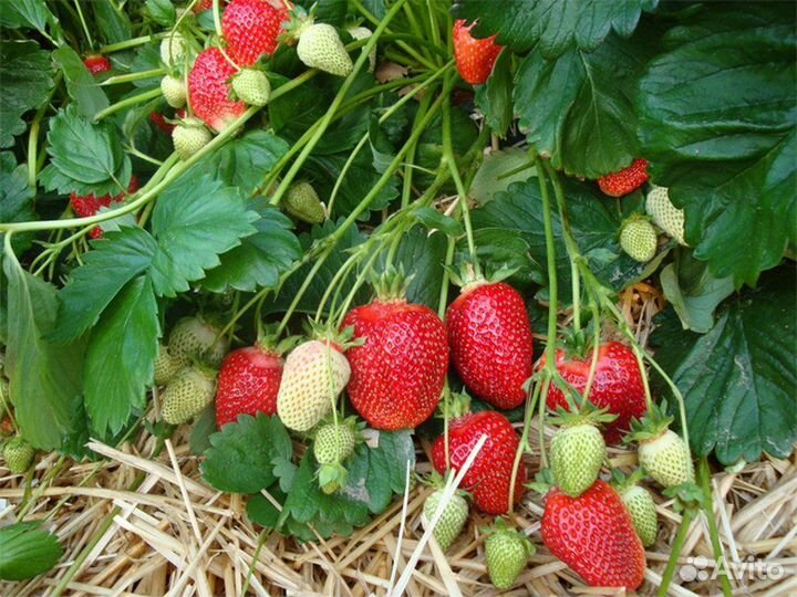 Клубника взрослая в горшках 15 сортов