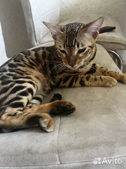 Бенгальская кошка