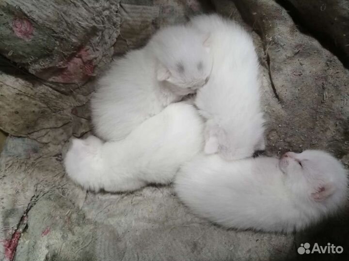 Котята от турецкой ангоры