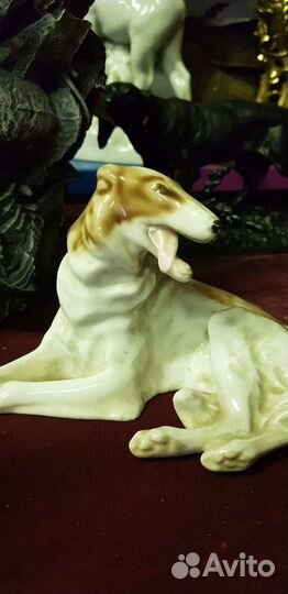 Собака борзая