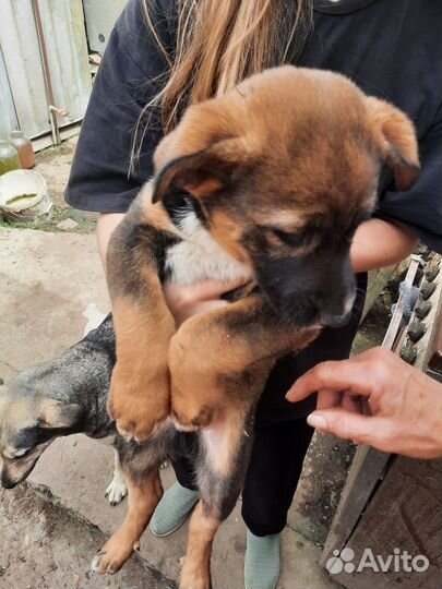 Собака в добрые руки отдам бесплатно