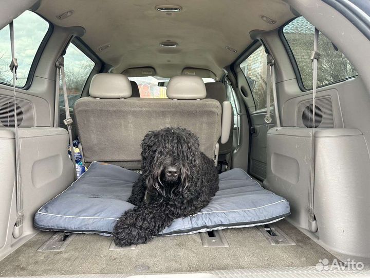 Зоотакси Перевозка животных