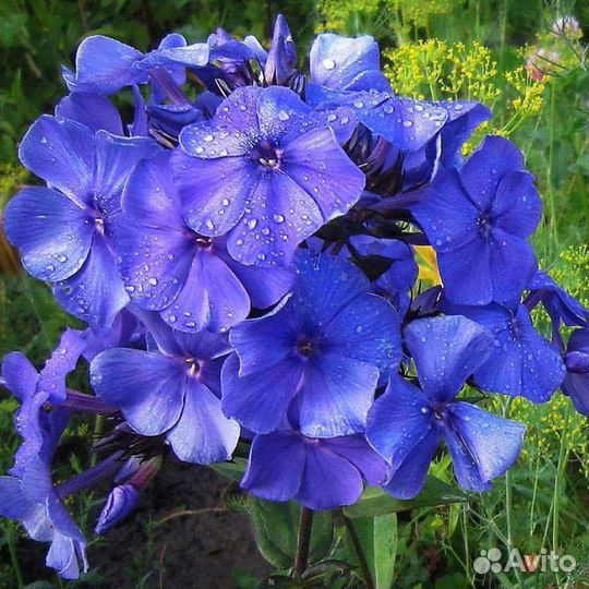 Флокс Блю Парадайс