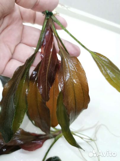 Эхинодорусы