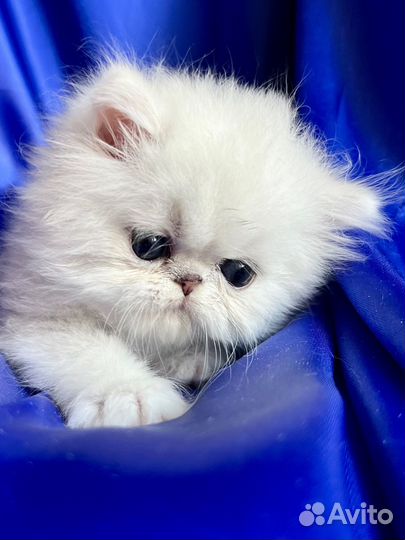 Персидская шиншилла