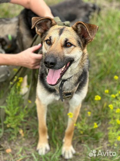 Очаровательная собака в поисках дома