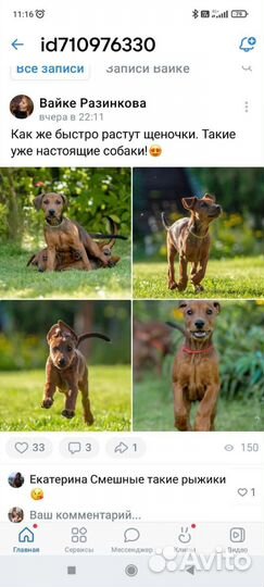 Немецкий пинчер