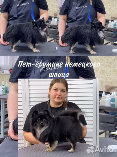 Стрижка собак и кошек