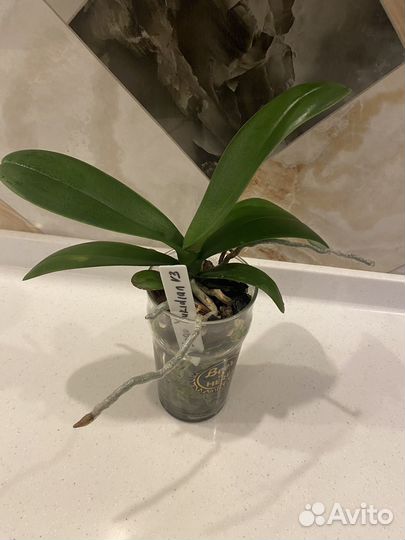 Орхидея фаленопсис Sogo Yukidian